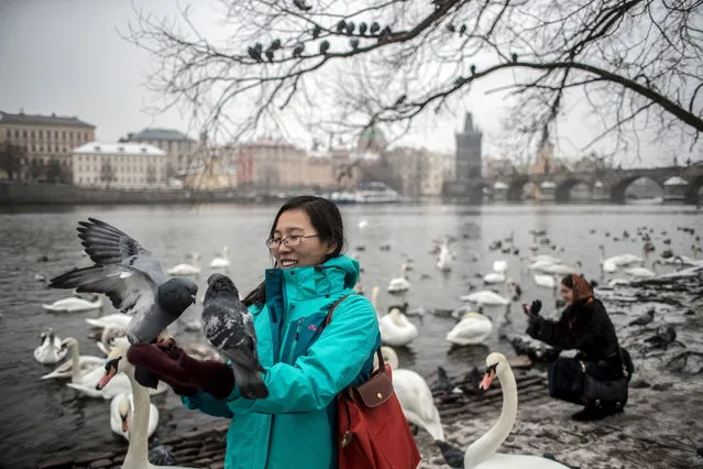 A tourist feeds pigeons on the bank of Vltava river during season's first snowfall in Prague, Czech Republic on January 2, 2017. Forecasts predict snowing and freezing temperatures will continue this week in Czech Republic.  (Photo by Martin Divisek/EPA)