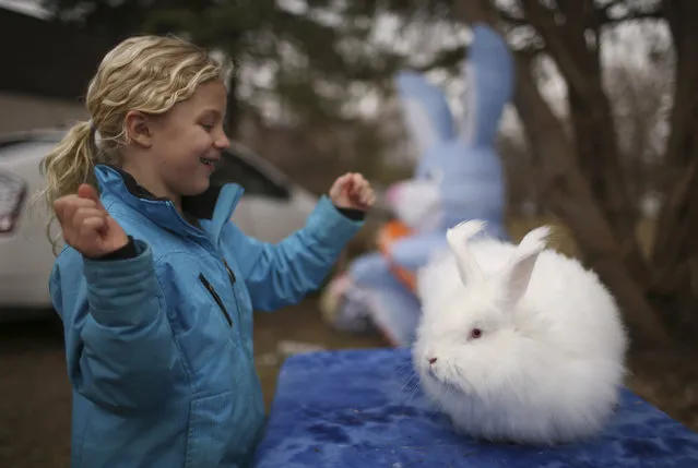 Luella Ries stands by a rabbit named Harris on Sunday, April 5, 2015, at the event for Easter in Bloomington, Minn. (Photo by Jeff Wheeler/AP Photo/Star Tribune)
