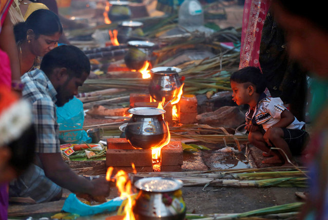 Devotees prepare rice dishes to offer to the Hindu Sun God as they attend Pongal celebrations early morning in Mumbai, India, January 14, 2017. (Photo by Shailesh Andrade/Reuters)