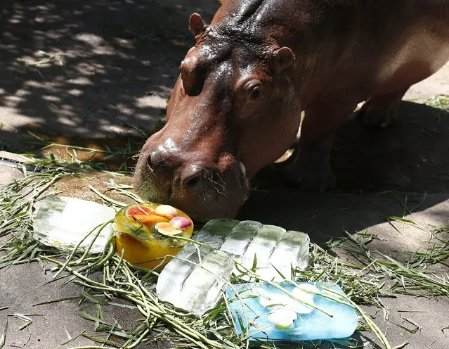 A hippopotamus enjoys a chunk of icy frozen fruit during a hot day at Dusit Zoo in Bangkok, Thailand, 22 April 2015. The temperature in the Thai capital reached 39.8 degrees Celsius, nearly the hottest recorded since April 1979. (Photo by Diego Azubel/EPA)