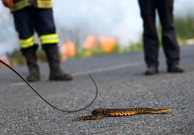 A puffadder snake is guided to safety as firefighters battle a wildfire near Pringle Bay, as firefighters remain on high alert amid dry, hot, and windy weather in Western Cape, South Africa on January 30, 2024. (Photo by Esa Alexander/Reuters)