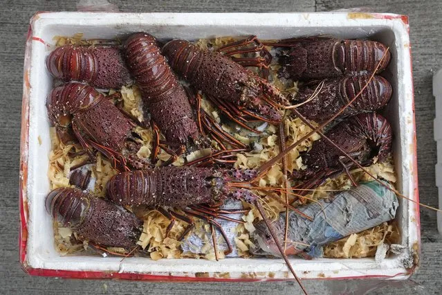 Australian lobsters seized by the Hong Kong Customs during an anti-smuggling operation, are displayed during a conference in Hong Kong, Friday, October 15, 2021. Hong Kong and mainland authorities have seized more than $540,000 worth of smuggled Australian lobsters believed to be bound for the mainland, after China restricted imports of the crustacean amid escalating tensions with Australia. (Photo by Kin Cheung/AP Photo)