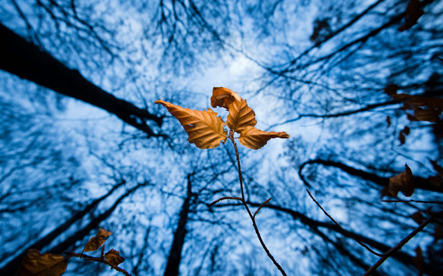 An autumn leaf hangs on a tree in Sehnde near Hanover, Germany on November 19, 2018. (Photo by Julian Stratenschulte/AFP Photo)