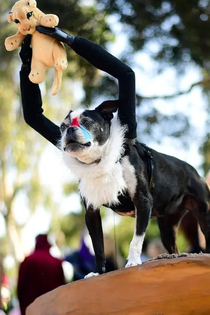 Lucy, a Boston terrier dressed as Rafiki from “The Lion King”, is seen at the Haute Dog Howl'oween Parade at Marina Vista Park on October 31, 2021 in Long Beach, California. (Photo by Chelsea Guglielmino/Getty Images)