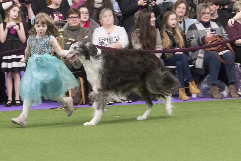 Westminster Kennel Club Dog Show 2017, Part 2