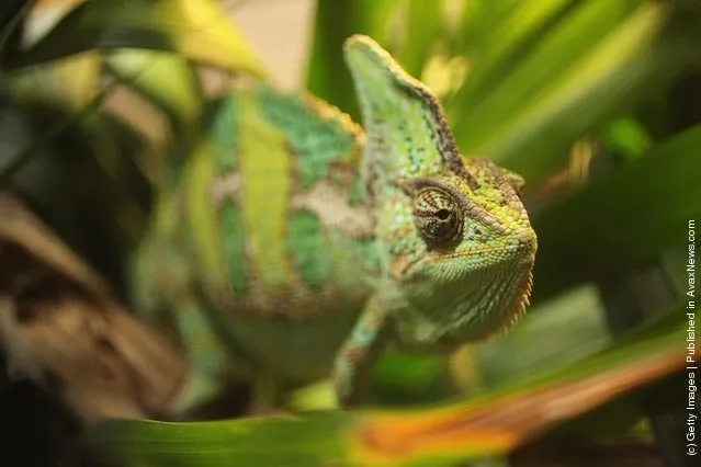 A chameleon