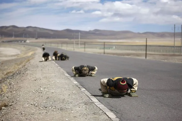 Tibetan pilgrims kowtow along a road during their journey to Lhasa, Tibet autonomous region, on February 27, 2014. (Photo by acky Chen/Reuters)