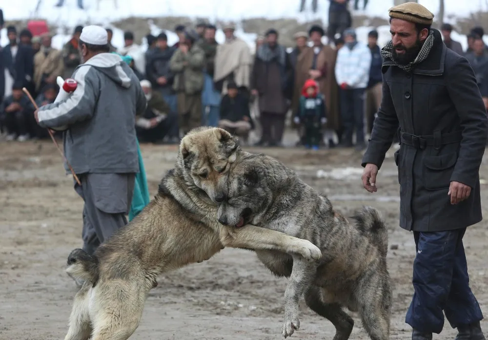 Kabul Dog Fights