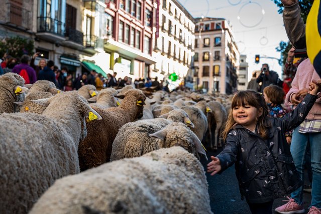 A young girl tries to touch a sheep as they pass through the city center for the annual Transhumance Festival on October 24, 2021 in Madrid, Spain. The Transhumance Festival returns to the streets of Madrid, a traditional event with thousands of sheep filling the main roads of the Spanish capital. Since 1994, this event claims the role of transhumance and extensive livestock farming as a tool for conserving biodiversity and fighting climate change. (Photo by Marcos del Mazo/Getty Images)