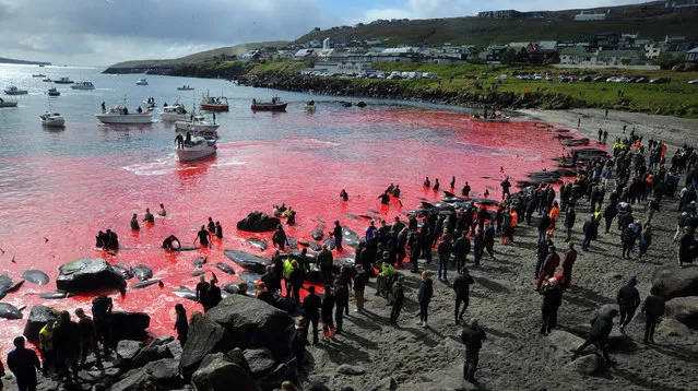 People gather in front of the sea, coloured red, during a pilot whale hunt in Torshavn, Faroe Islands, on May 29, 2019. As local fishermen spot pods of pilot whales passing the shores of the Danish territory of Faroe Islands during their migration, a convoy of boats drive the whales towards authorized fjords to harvest the catch. Pilot whaling is subject to Faroese legislation, which sets the framework for the catching, killing methods and permitted equipment. (Photo by Andrija Ilic/AFP Photo)