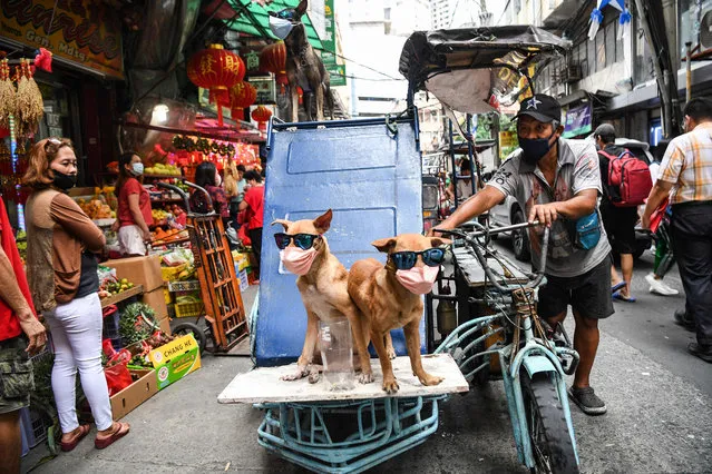 A driver pushes his tricycle with his pet dogs wearing sunglasses and face mask in Chinatown district of Manila on January 20, 2023, ahead of the Lunar New Year of the Rabbit which falls on January 22. (Photo by Ted Aljibe/AFP Photo)
