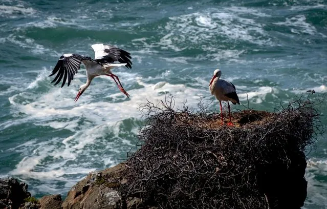 A stork starts from its nest in the cliffs high above the Atlantic Ocean in Cabo Sardao, Portugal, Friday, March 29, 2024. (Photo by Michael Probst/AP Photo)