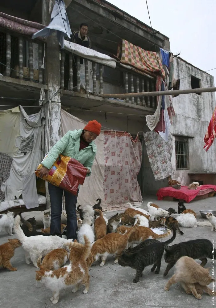 Animal Lover Duo Zirong's Family And Their Adopted Cats