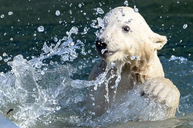 Nanuq, a female polar bear cub, swims in the water at the Mulhouse zoo on February 27, 2017. Nanuq was born on November 7, 2016. (Photo by Sebastien Bozon/AFP Photo)