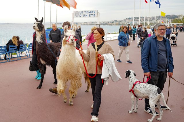 Lamas are walked during the “Promenade des Anglais” third edition of “La Marche des Animaux” (The Animals' Walk) in the southern French Riviera city of Nice, on April 28, 2024. (Photo by Valery Hache/AFP Photo)