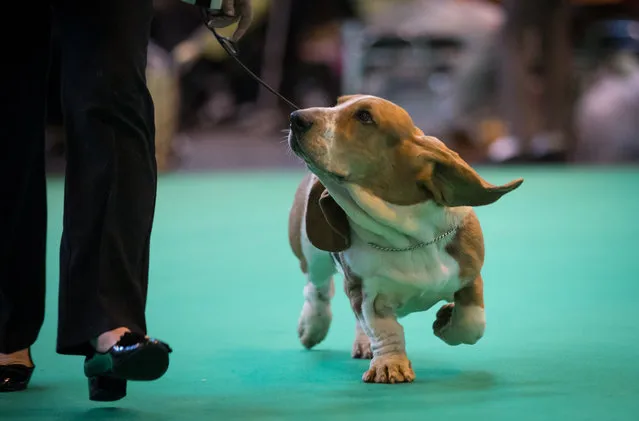 Bassett Hounds are judged in a show ring on the first day of Crufts Dog Show at the NEC Arena on March 09, 2017 in Birmingham, England. (Photo by Matt Cardy/Getty Images)