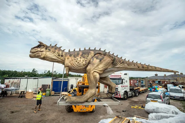 An 8m long animatronic Carnotaurus dinosaur is unpacked from a shipping container in Normanton, Yorkshire on July 17, 2019, after being transported from China, before going on display during the Leeds Jurassic Trail that runs from 26th July to 1st September. (Photo by Danny Lawson/PA Images via Getty Images)