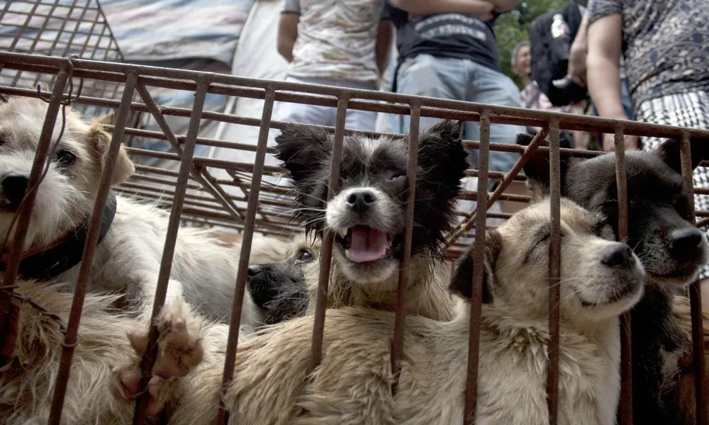 Yang Xiaoyun Saved 100 Dogs From Meat Festival