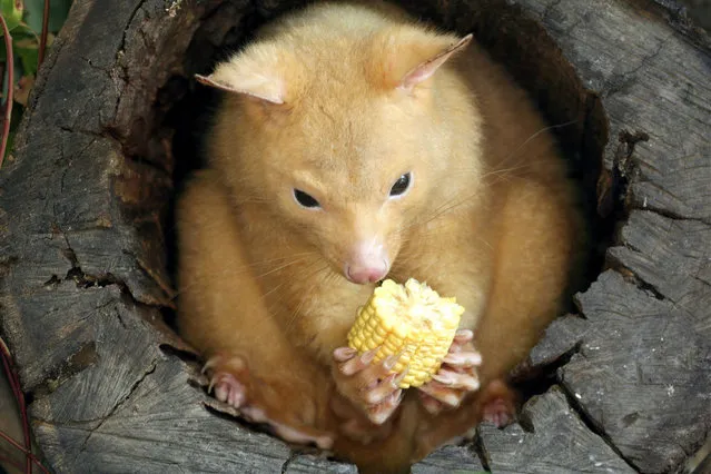 Golden Brushtail Possum