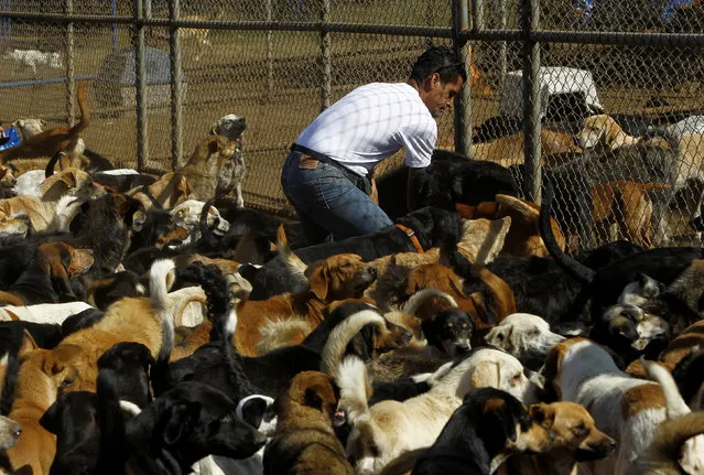 Alvaro Saumet feeds stray dogs at Territorio de Zaguates or “Land of the Strays” dog sanctuary in Carrizal de Alajuela, Costa Rica, April 22, 2016. (Photo by Juan Carlos Ulate/Reuters)