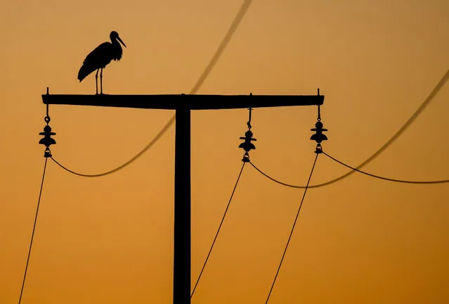A stork rests on power pole in Reitwein, (Brandenburg), Germany, early morning 22 May 2015. (Photo by Patrick Pleul/EPA)