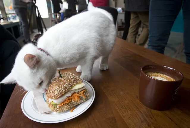 A cat smells a sandwich at the cat cafe in New York April 23, 2014. The cat cafe is a pop-up promotional cafe that features cats and beverages in the Bowery section of Manhattan. (Photo by Carlo Allegri/Reuters)