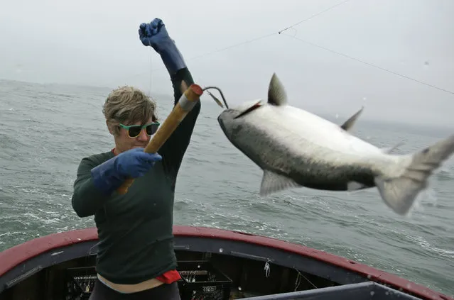 In this photo taken Wednesday, July 17, 2019, Sarah Bates hauls in a chinook salmon on the fishing boat Bounty near Bolinas, Calif. California fishermen are reporting one of the best salmon fishing seasons in more than a decade, thanks to heavy rain and snow that ended the state's historic drought. It's a sharp reversal for chinook salmon, also known as king salmon, an iconic fish that helps sustain many Pacific Coast fishing communities. (Photo by Eric Risberg/AP Photo)