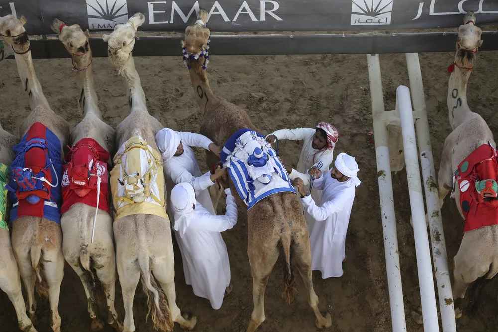 Camel Racing in Dubai