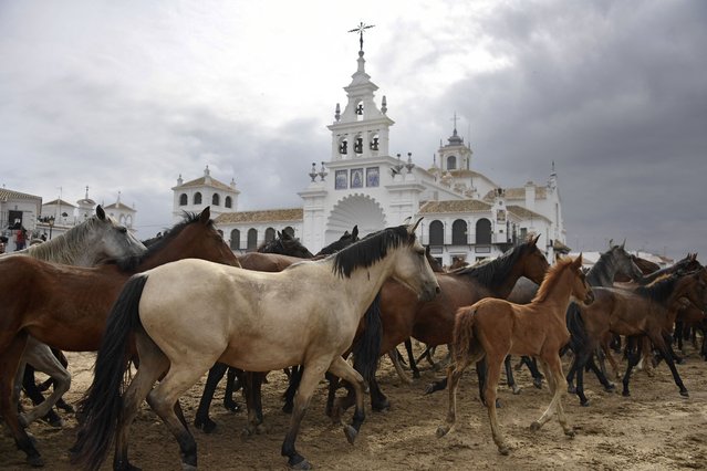 Horses run past the Hermitage of El Rocio during the annual “Saca de las Yeguas” (round-up of the wild mares) in Almonte on June 26, 2024. Each year in late June, large herds of free-roaming horses are rounded up from the marshes and forests at the Donana National Park to be driven past the Hermitage of El Rocio, where they are blessed before heading on to run through the crowded streets of Almonte. (Photo by Cristina Quicler/AFP Photo)