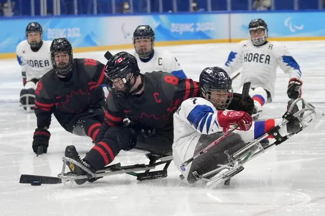 South Korea's Choi Kwang-hyuk, right, battles for the puck against Tyler McGregor of Canada during they para ice hockey preliminary match at the 2022 Winter Paralympics, Tuesday, March 8, 2022, in Beijing. (Photo by Dita Alangkara/AP Photo)