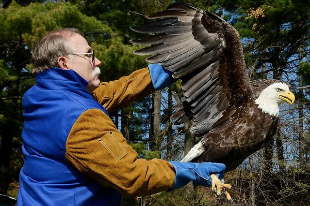 Scott Kregness of Tower, MN., released an eagle at Wakanda Park in Menomonie, Wis., on May 14, 2014. Earlier in the month, the eagle flew into Kregness' large shrink-wrapped boat near the park as he was transporting it from Florida. The eagle, which was rehabilitated at the Raptor Center in St. Paul, Minn., was transported by volunteer Terry Headley, who held the eagle during the car ride to Menomonie. (Photo by Dan Reiland/AP Photo/Eau Claire Leader-Telegram)