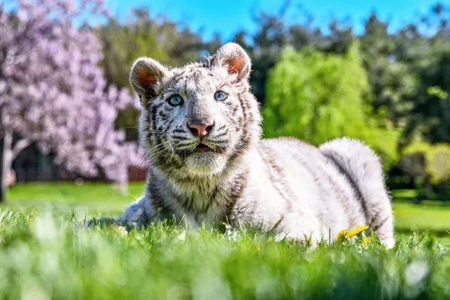 An albino Bengal tiger cub called “Kartopu” sits in the open area at Gaziantep Wildlife Protection Park in Gaziantep, Turkiye on April 20, 2022. White Bengal tiger cub, which is a rare breed found once in 10 thousand births brought to Gaziantep after being seized in a villa in Istanbul. Kartopu started to be fed with meat along with feeding on a bottle and now slowly starting to gain weight and reached 31 kilograms in its new home. (Photo by Adsiz Gunebakan/Anadolu Agency via Getty Images)