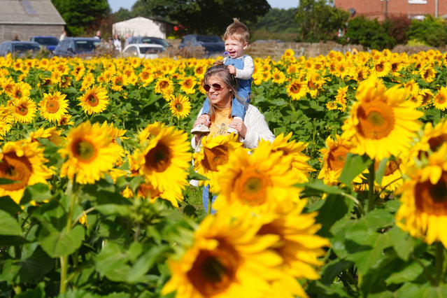 Ashley Speirs with Leo, (18 months old) look at the sunflowers at Mundles Farm in East Boldon, south Tynesde, UK on Sunday, August 25, 2024. (Photo by Owen Humphreys/PA Images via Getty Images)