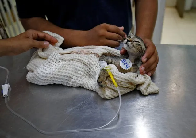 Vets administer saline drip to a cat that is covered by a wet cloth after it was dehydrated due to heat at Jivdaya Charitable Trust, a non-governmental rehabilitation centre for birds and animals, during hot weather in Ahmedabad, India, May 11, 2022. (Photo by Amit Dave/Reuters)