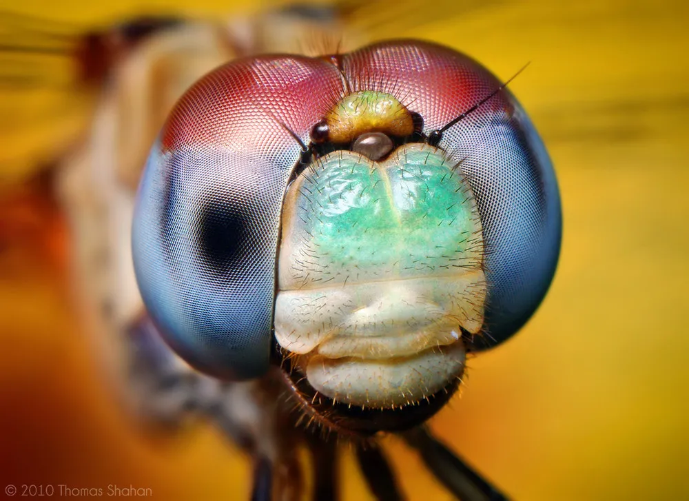 Photographers: Thomas Shahan. Insects Close-Up