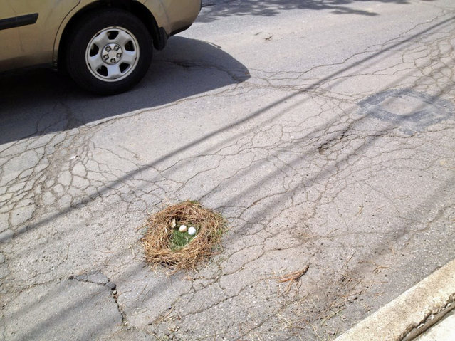 Funny pothole art: Eggs in nest pothole. (Photo by Caters News)