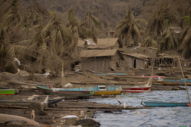 Abandoned houses and coconut trees are seen covered in mud and ash due to the eruption of the nearby Taal volcano, in Laurel in Batangas province on January 16, 2020. The threat of the Philippines' Taal volcano unleashing a potentially catastrophic eruption remains high, authorities warned on January 16, saying it was showing dangerous signs despite a “lull” in spewing ash. (Photo by Ted Aljibe/AFP Photo)