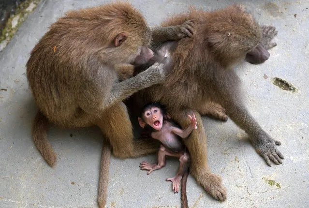 A four-week-old baboon or papion (Papio hamadryas) is seen next to its mother at the zoo in Cali, Colombia on May 20, 2022. (Photo by Raul Arboleda/AFP Photo)