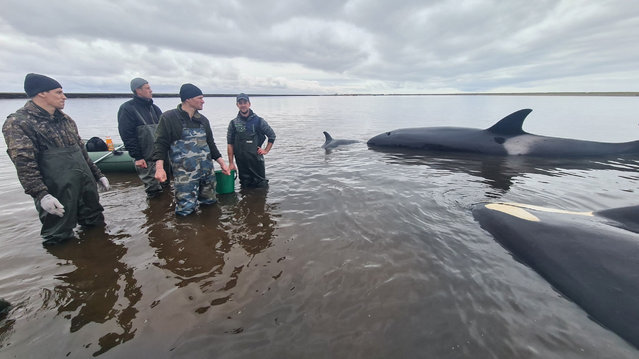 Rescuers and volunteers try to save killer whales stranded at the mouth of the Bolshaya Vorovskaya River at the coast of the Sea of Okhotsk, on the Kamchatka Peninsula, Russia on October 2, 2024. (Photo by Head of the Sobolevsky Municipal District of the Kamchatka Region Andrei Vorovskiy via VK/Handout via Reuters)