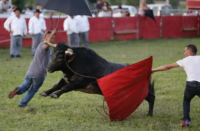 A fighting bull chases a pair of Portuguese-Canadian matadors wielding an umbrella and a cape during an Azorean “tourada a corda” (bullfight by rope) in Brampton, Ontario August 15, 2015. (Photo by Chris Helgren/Reuters)