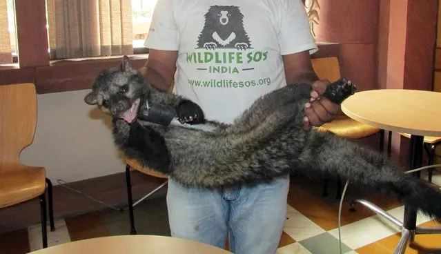 A handout photograph provided by Wildlife SOS shows a civet rescued by New Delhi-based animal rights group from the Indian Parliament house in New Delhi, India, 29 July 2014. Wildlife SOS rescued the shy animal hiding behind a television set, after receiving calls from parliamentary staff. (Photo by EPA/Wildlife SOS)