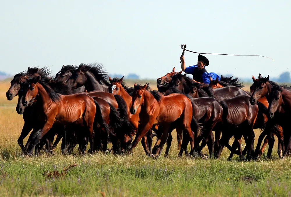 Horse Training on the Great Hungarian Plain
