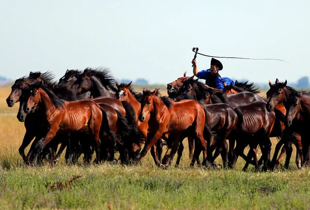 A traditional Hungarian horseman herds a team of horses in the Great Hungarian Plain in Hortobagy, Hungary June 30, 2016. (Photo by Laszlo Balogh/Reuters)