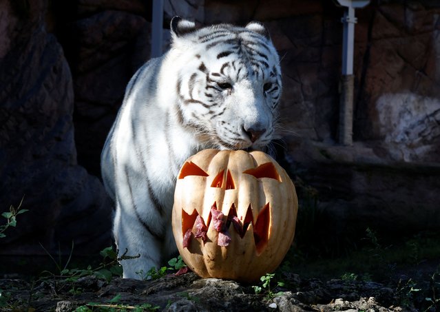 A white bengal tiger inspects a pumpkin with meat ahead of Halloween, at Bioparco zoo in Rome, Italy on October 26, 2023. (Photo by Remo Casilli/Reuters)
