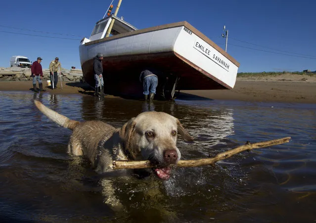 Deuce, a yellow Labrador retriever, swims with his fetching stick in the Saco River while his owner chats with fellow lobstermen, Friday, May 17, 2013, at Camp Ellis in Saco, Maine. (Photo by Robert F. Bukaty/AP Photo)