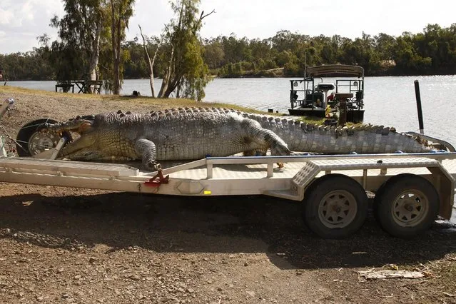 A handout photo taken on September 21, 2017 and received on September 22 from the Queensland Police Service shows a 5.2- metre male crocodile that was found in a creek along the Fitzroy River near Rockhampton with a single gunshot wound to the head. (Photo by AFP Photo/Stringer)