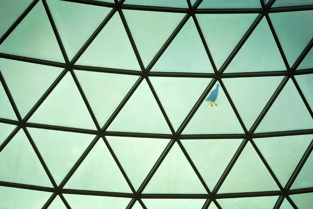 A seagull walks on the glass ceiling of the British Museum in London, England on January 9, 2020. (Photo by Victoria Jones/PA Images via Getty Images)