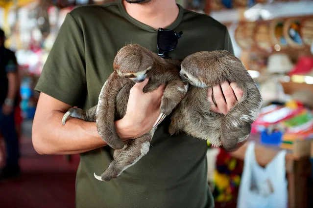 This handout picture released on October 4, 2017 by World Animal Protection shows a tourist posing with two sloths in an unspecified location in Brazil on April 10, 2016. .The craze for tourists taking selfies alongside wild animals then posting on Instagram is fueling cruel treatment of iconic species in the Amazon, activists warn. The charity World Animal Protection said in a report that Instagram has seen a 292 percent increase in wildlife selfies since 2014 around the world. Of these, more than 40 percent involved humans “hugging or inappropriately interacting with a wild animal”. (Photo by AFP Photo/World Animal Protection)