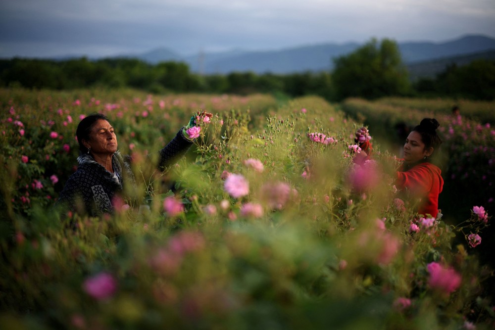 Some Photos: In Flowers