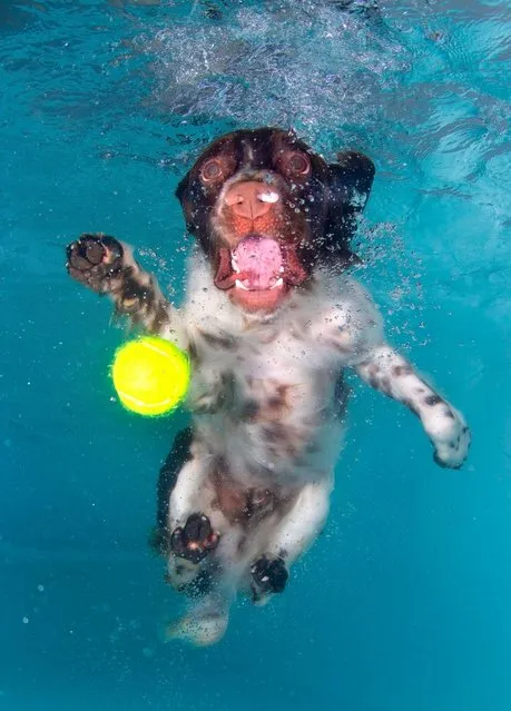 Photographer Lucy Ray says she has been scratched by the pooches who are diving underwater to try and catch a tennis ball. Their wide-eyed desperation has been captured by a specialist underwater photographer who admits she has been bitten and scratched by the pooches who only had eyes for the ball. Lucy Ray, 34, said: “A dog could have the cutest face on land but as soon as they get in the water they can be terrifying. Their eyes bulge and teeth shoot out of their mouth just like an alien as they try to catch the ball”. (Photo by Lucy Ray)